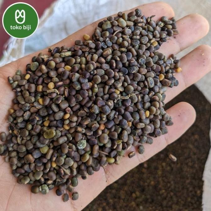 Biji Benih CP (Centrosema pubescens)