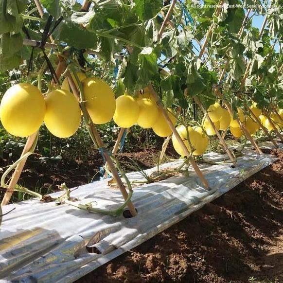 Benih Melon Golden ALISHA F1 400 Butir - Bibit Cap Panah Merah