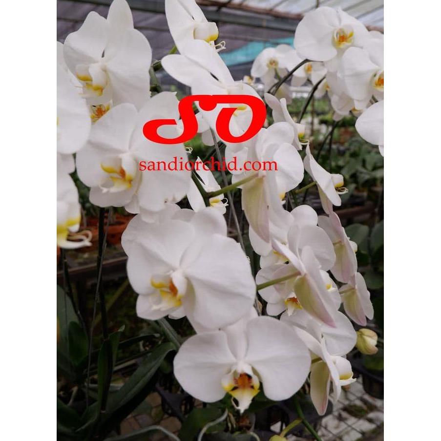 Flowpick- Anggrek Bulan Putih Lidah Kuning Pesona Elegan Untuk Rumah Anda
