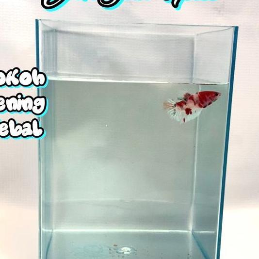 1 Lusin [ 12 Toples ] Soliter Juragan Toples 4 Liter yimpanan