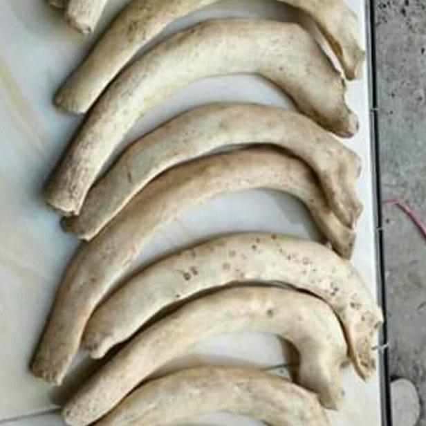 Promo Bahan iga duyung Limited