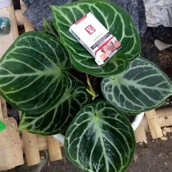 Terlaris Tanaman Hias Dorayaki Mangkok Ori Cantik