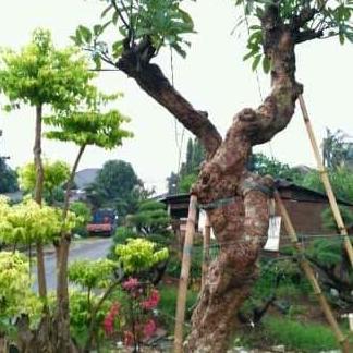 Terlaris Pohon Kamboja Fosil - Kamboja Besar - Tanaman Hias