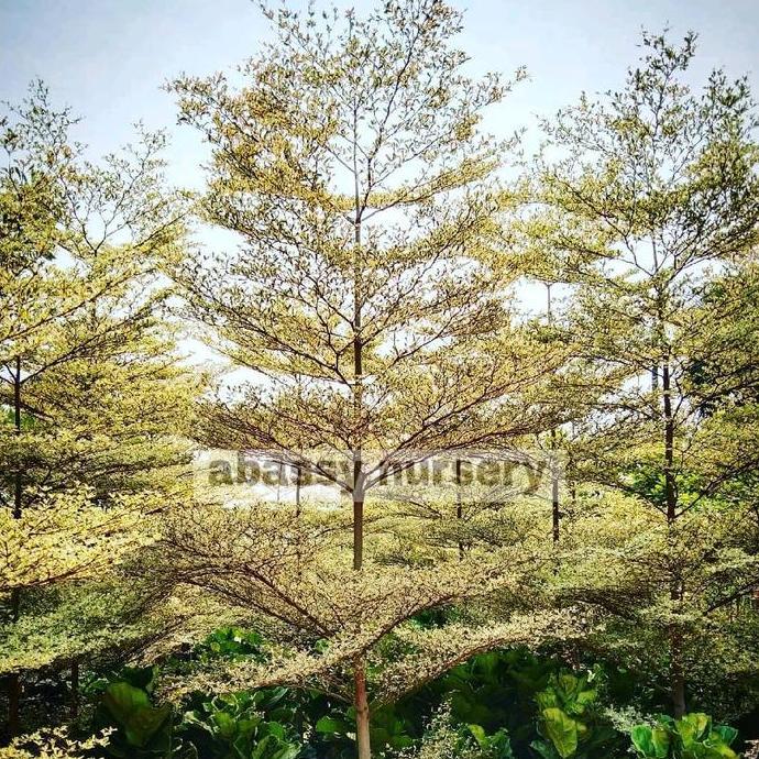 Terlaris Jual Pohon Ketapang Kencana Varigata Asli Tinggi 3 Meter, Siap Tanam - Tanaman Peneduh Poho