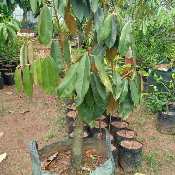 Terlaris Pohon Durian Musangking Sudah Berbuah/Berbunga Sudah Dibonsai Btg Bsar