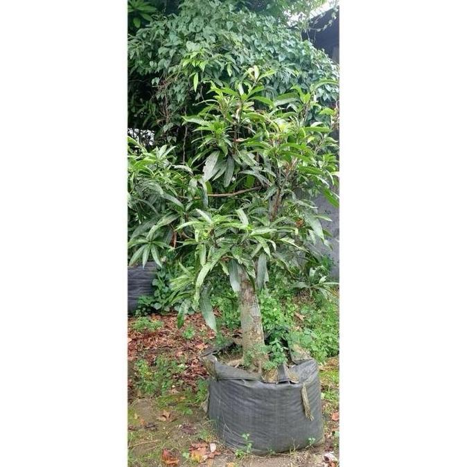 Terlaris Pohon Mangga Bonsai Miyazaki