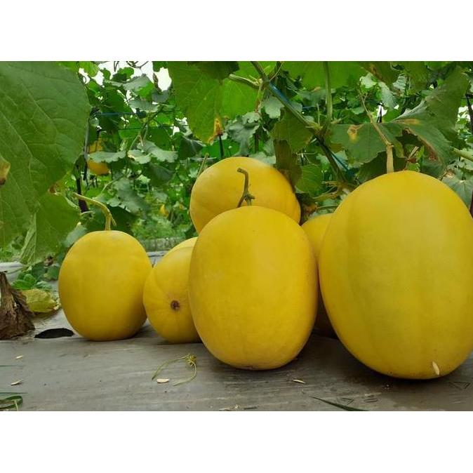 Terlaris Benih Melon New Kinanti - Bibit Tanaman Melon Golden Super Manis
