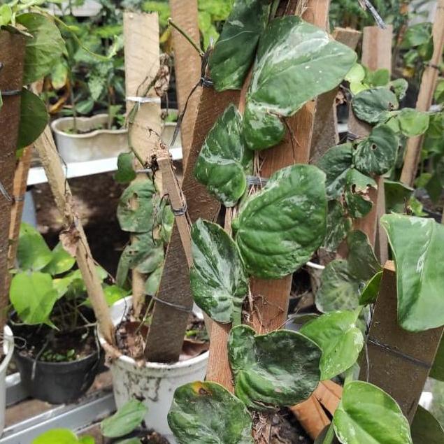 Terlaris Tanaman Hias Rhaphidophora Tenius Varigata