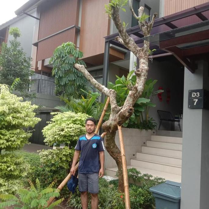 Terlaris Pohon Peneduh Kamboja Fosil Berkarakter Ketinggian 3-4 Meter