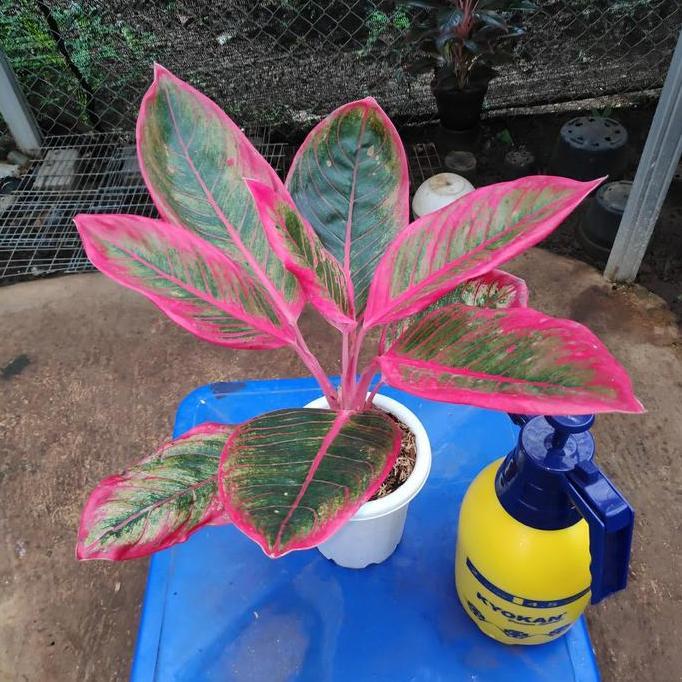 Terlaris Tanaman Hias - Pohon Aglonema Lipstik Khanza / Aglaonema Kanza, Kansa Jumbo