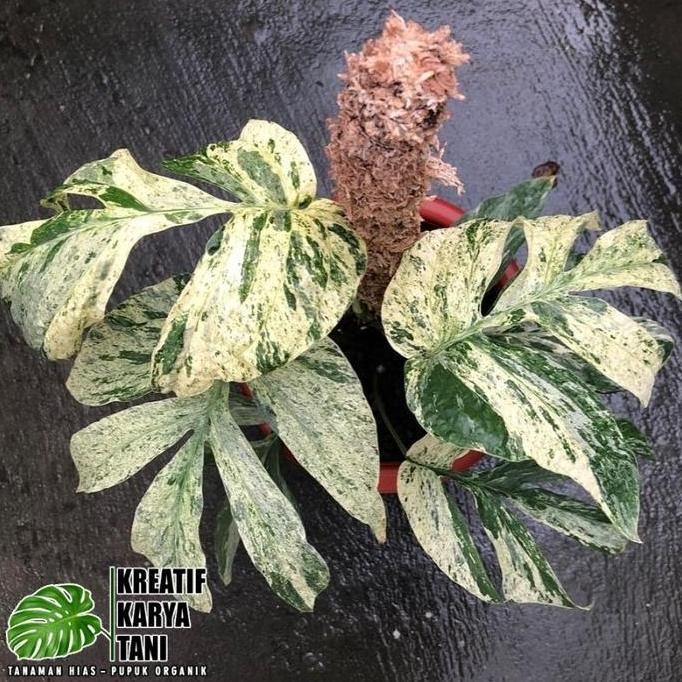 Terlaris Tanaman Hias Amydrium Zippelianum Varigata - Amydrium Varigata