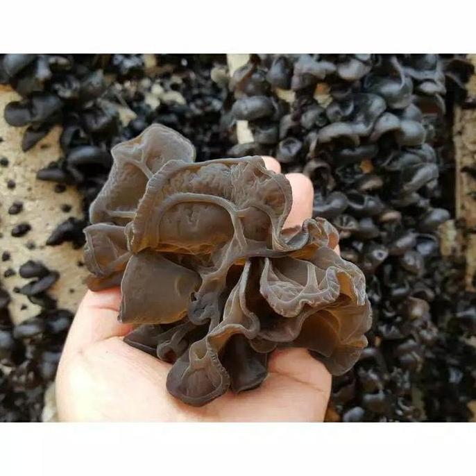 JAMUR KUPING KERING-JAMUR KUPING HITAM KERING KEMASAN 1KG-JAMUR PM