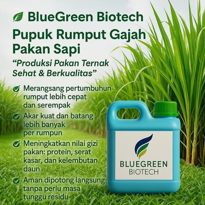 BEBAS ONGKIR - Pupuk Rumput Gajah Pakan Sapi