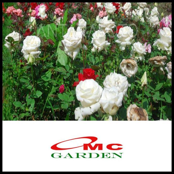 TERLARIS BIBIT MAWAR KAMPUNG LOKAL BUNGA PUTIH WANGI BENIH TANAMAN LAPERAN 1020 