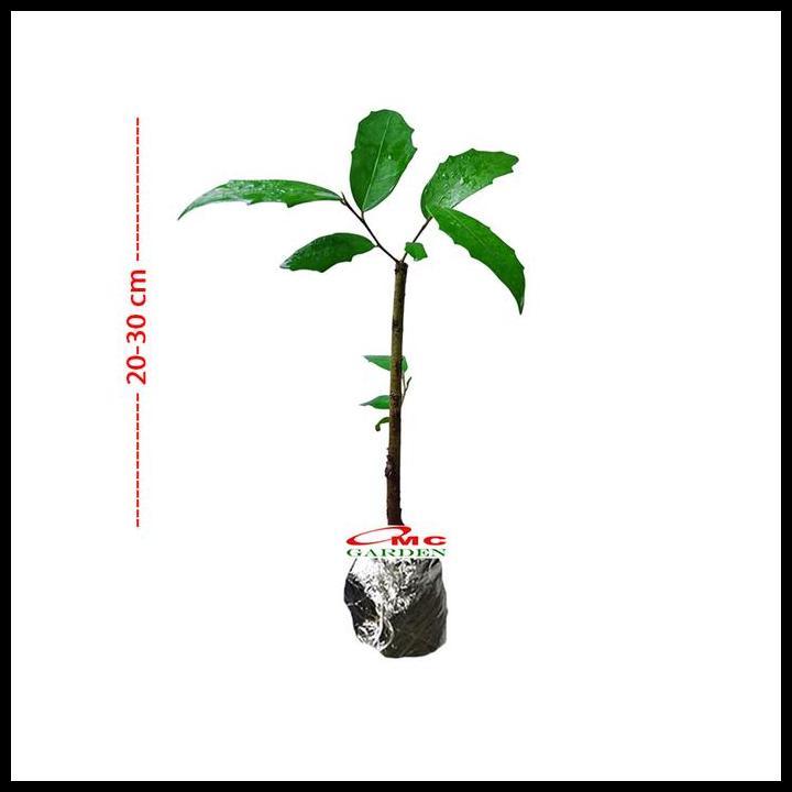 HOT DEAL BIBIT BONSAI BONSAE BERINGIN AMPLAS PUTIH FICUS AMPELAS 10-20 