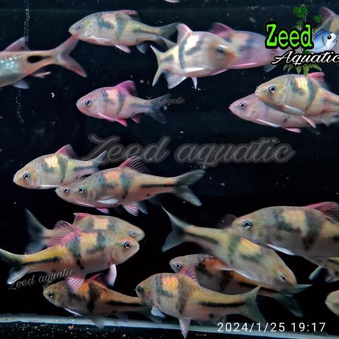 ikan hias aquascape T-Barb Spanner barb (rare)