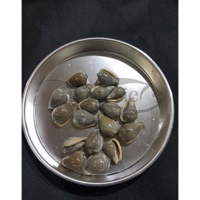 CANGKANG KERANG HIAS GLOSSY ABU TUA HIASAN AQUARIUM AQUASCAPE (TERBAIK) (TERBARU) (TERMURAH)