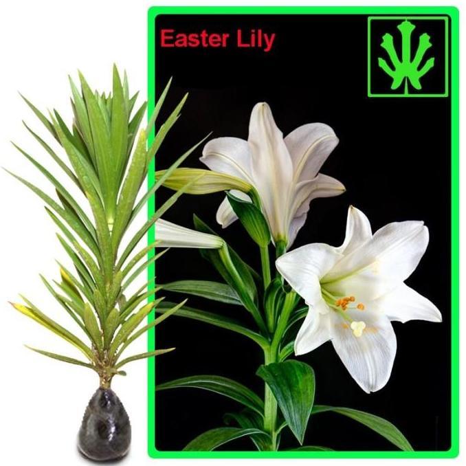 Bibit Bunga Easter Lily