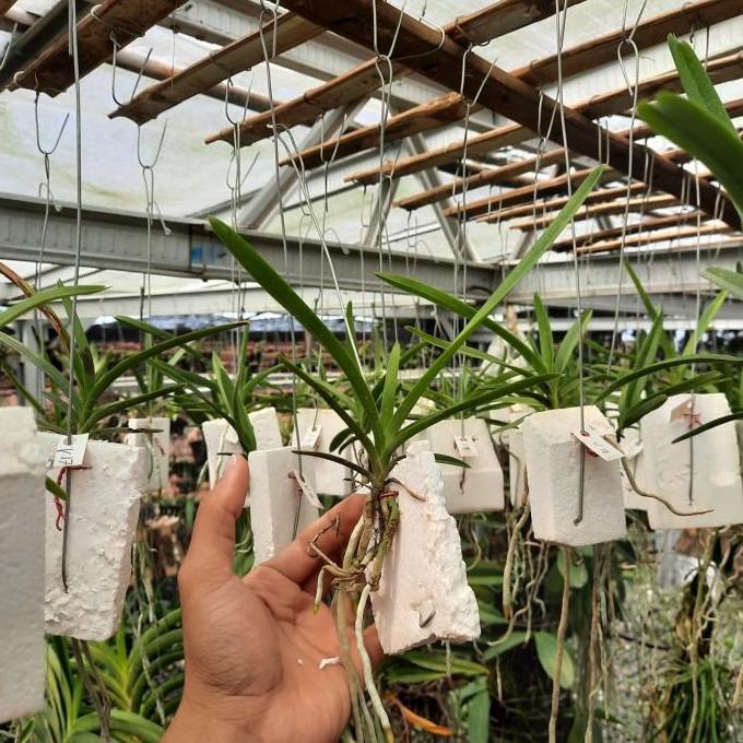 Anggrek Vanda Remaja