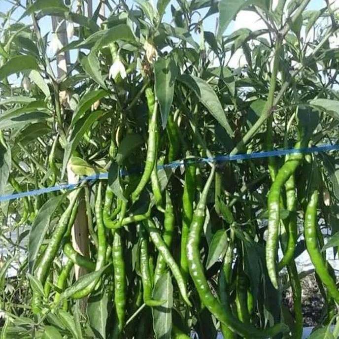 tanaman cabe keriting/bibit tanaman cabe keriting