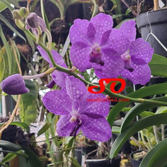 ( SPIKE / BERBUNGA ) Vanda Coerulea / Kurulea / Karulea
