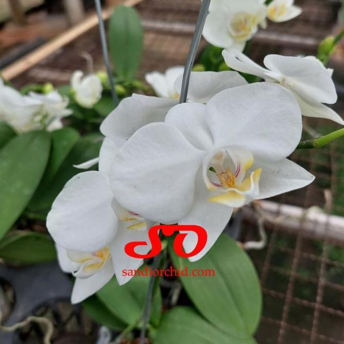 Anggrek Bulan Mini Putih Lidah kuning