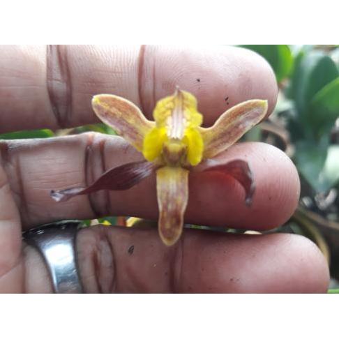 Dendrobium Keriting Rambo