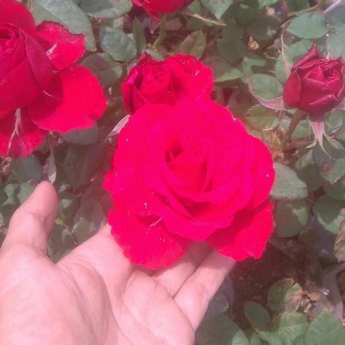 tanaman bunga mawar holland sexy red berbunga/berkuncup