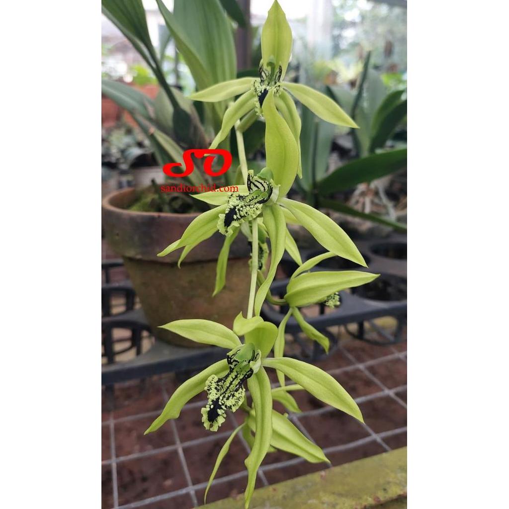BERBUNGA Coelogyne pandurata / Anggrek Hitam BORNEO