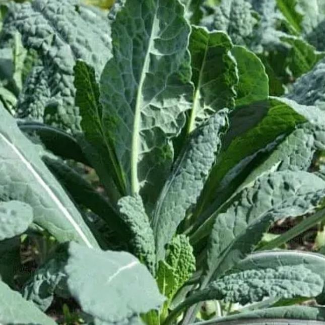 tanaman kale nero/bibit kale nero