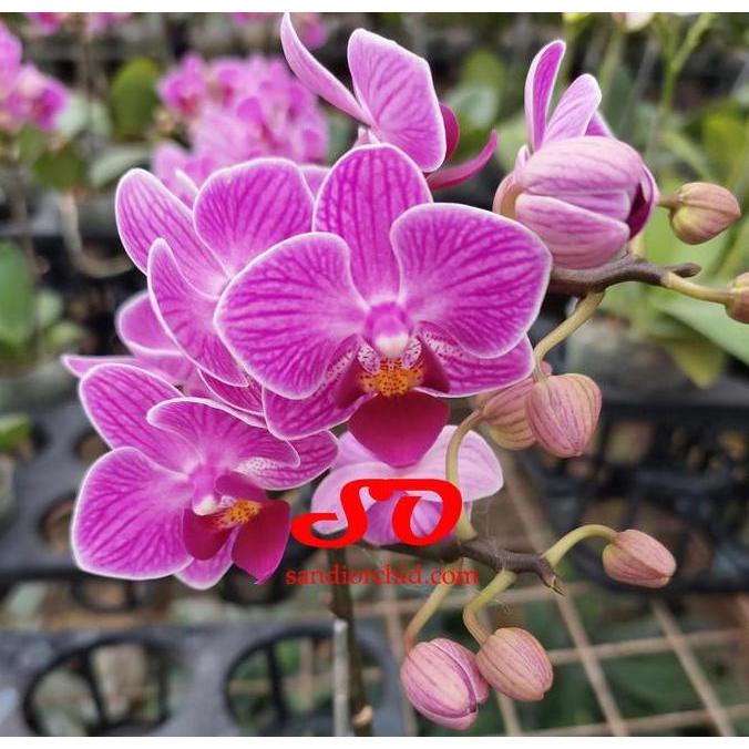 Anggrek Bulan Mini Ungu Bergaris Putih