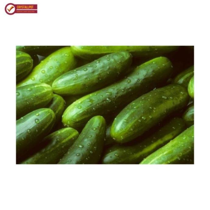 Joee- Benih Bibit Timun Lalap Vitani F1 Cap Panah Merah - Timun Vitani F1