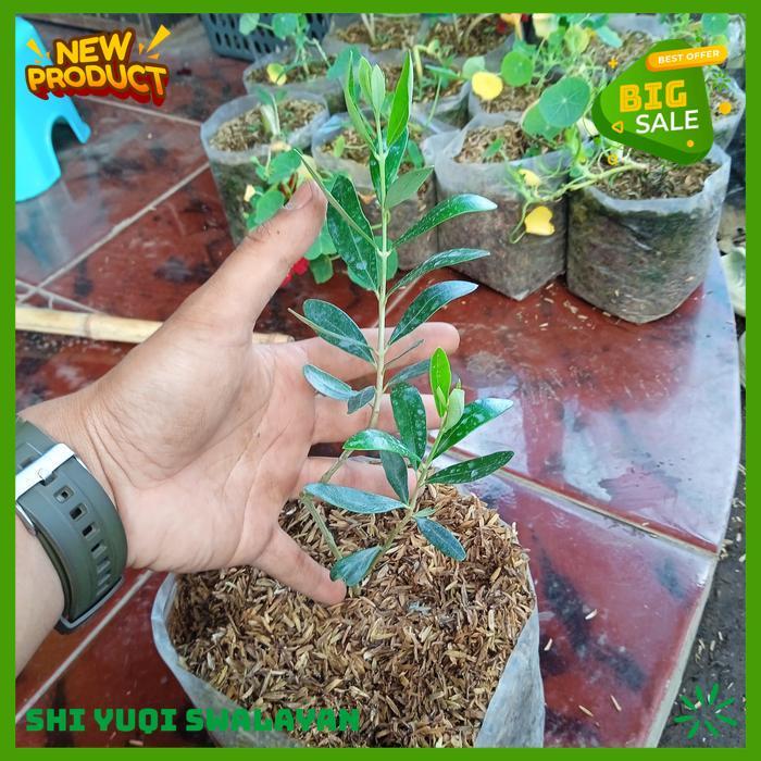 ZAITUN BIBIT TANAMAN ZAITUN ASLI BIJI BENIH TANAMAN TANAMAN HIGHT QUALITY 