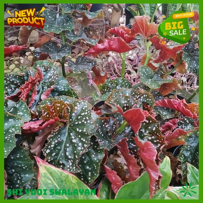 TANAMAN HIAS BEGONIA MOCCA BIJI BENIH TANAMAN BEGONIA BAHAN BERKUALITAS TINGGI 