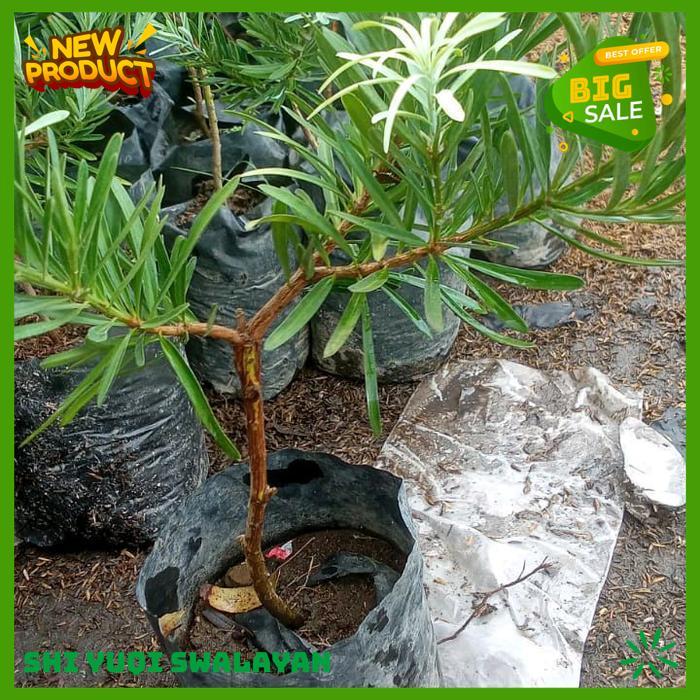 TANAMAN HIAS LOHANSUNG BLU ICE BONSAI TANAMAN HIAS BIJI BENIH TANAMAN LOHANSUNG BAHAN BERKUALITAS TI