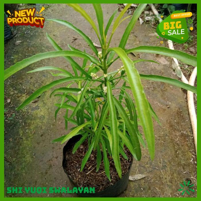 TANAMAN HIAS BUNGA ZODIA TANAMAN BIJI BENIH TANAMAN BUNGA KUALITAS BERKELAS 