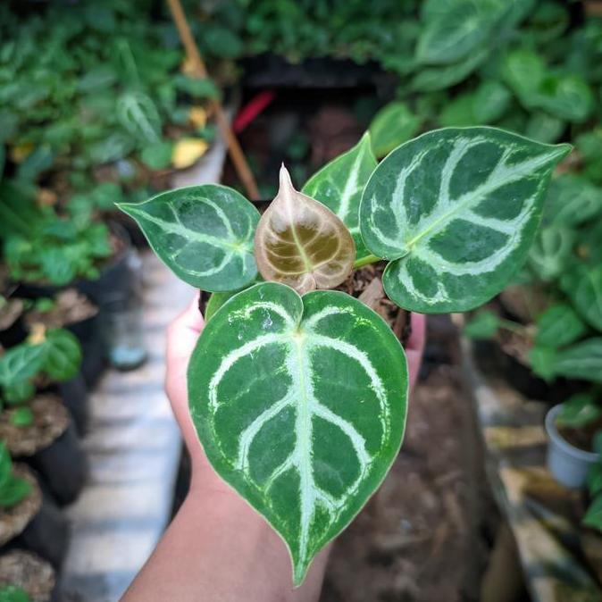 Anthurium Kuping gajah Dorayaki ORIGINAL murah