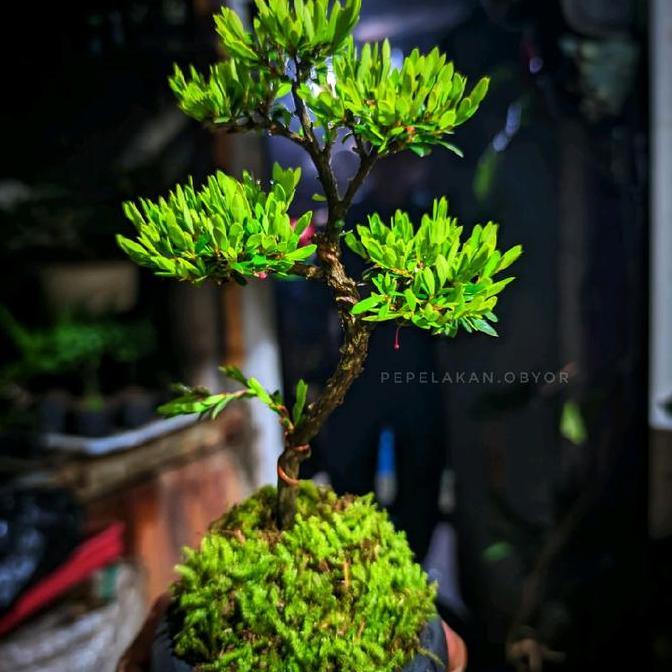 Bonsai Mini Mame dan Shito Cendrawasih micro Formal Karakter Sudah jadi murah