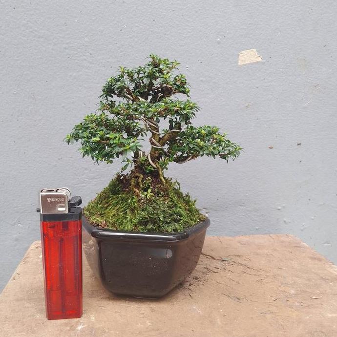 bonsai Shito seribu bintang mikro sudah jadi free pot murah