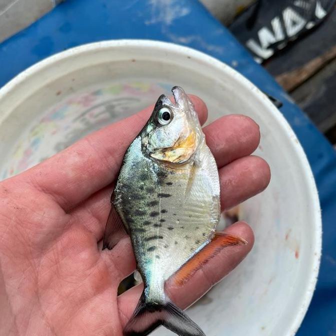 serrasalmus compressus 1 ekor baby