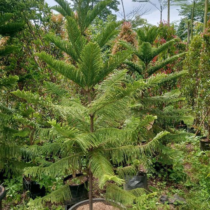 Pohon Cemara Norfolk // Tinggi 2 Meter