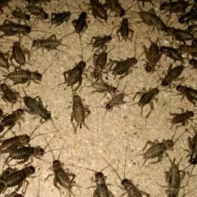 Jangkrik 1 kilo - jangkrik alam - jangkrik genggong