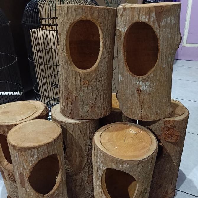 Glodok kayu burung murai - glodokan murai