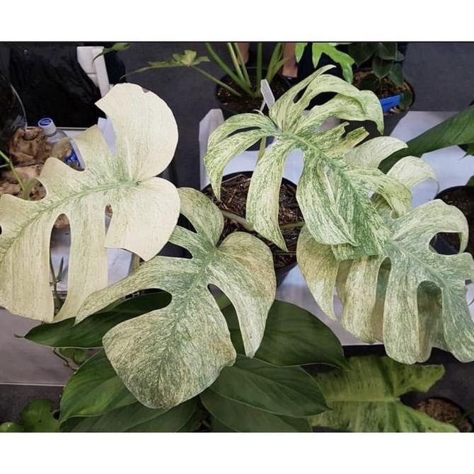 TANAMAN HIAS MONSTERA VARIGATA MINT SHA