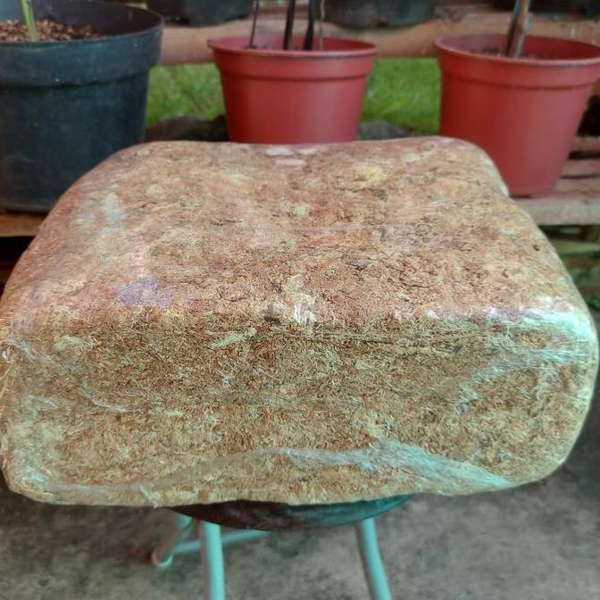 MEDIA TANAM SPHAGNUM MOSS 1 KG