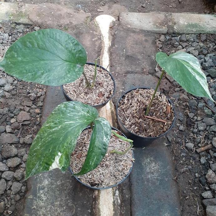 Tanaman Hias Amydrium Zippelianum Variegata