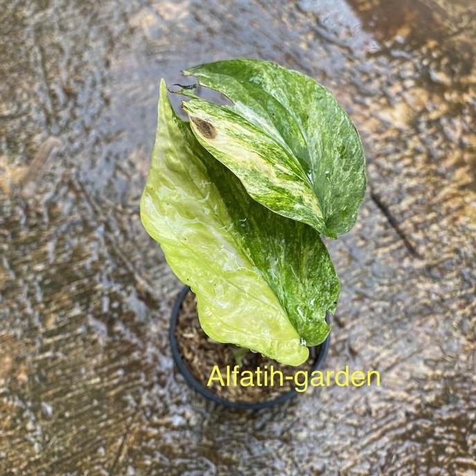 Amydrium Zippelianum Yellow Variegata