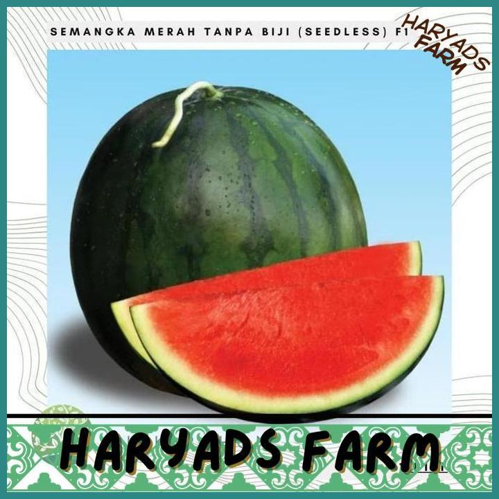 HF BENIH / BIBIT - SEMANGKA MERAH TANPA BIJI (SEEDLESS) F1 HYBRID - HARYADSFARM