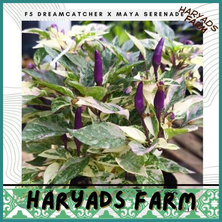 HF BENIH BIBIT BIJI - CABAI F5 DREAMCATCHER X MAYA SERENADE CABE PELANGI RAINBOW DAUN VARIGATA PEPPE