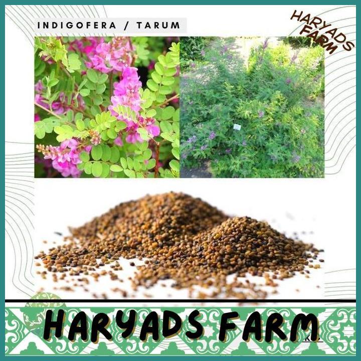 HF (1 KG) BENIH TANAMAN INDIGOFERA TARUM (INDIGOFERA TINCTORIA) SEEDS - HARYADSFARM